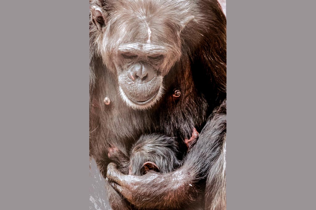 Schimpansenweibchen Jahaga beschützt ihr Baby fürsorglich