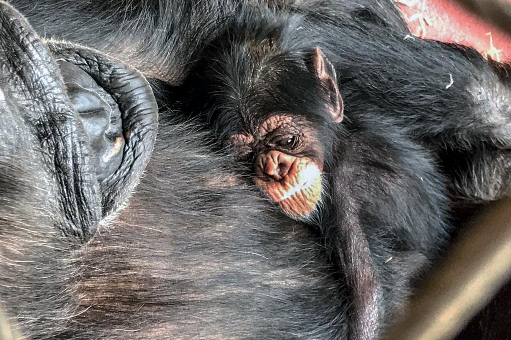 Schimpansenweibchen Jahaga mit Baby