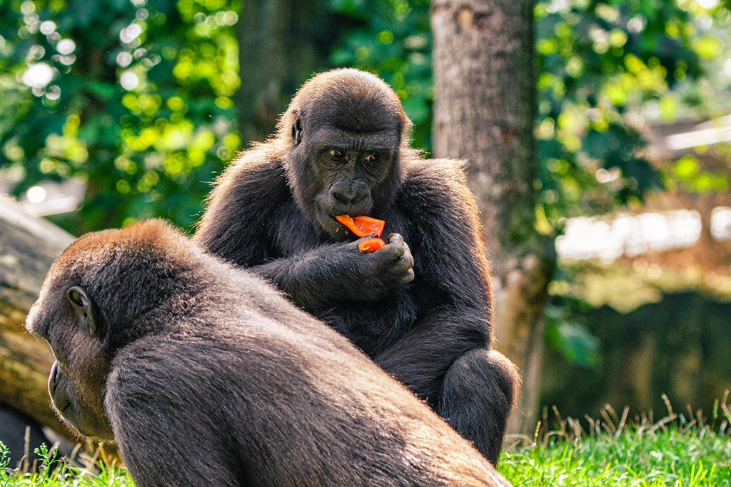 Gorilla frisst Gemüse