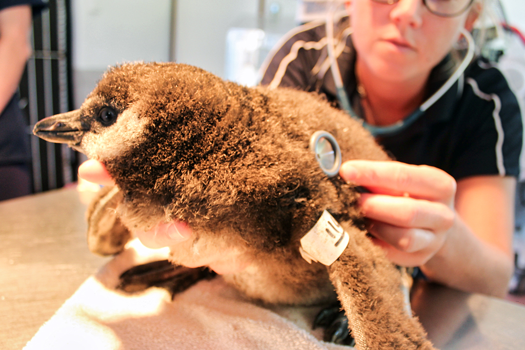 Ein Pinguinjungtier wird in der Rettungsstation von Sancoob untersucht.