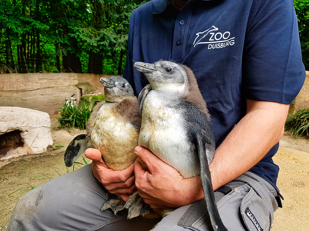 Pinguinjungtiere verlieren im Alter von rund fünf Wochen ihre braunen Daunen