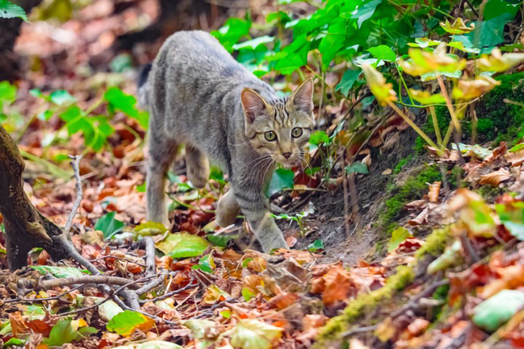 Wildkatzen-Jungtier