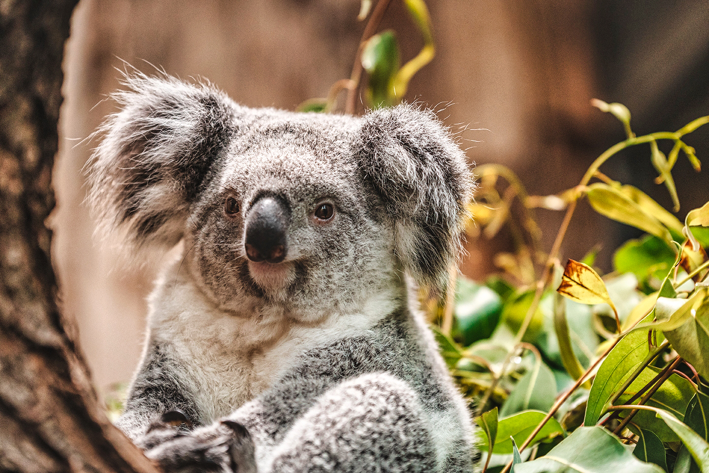Koala