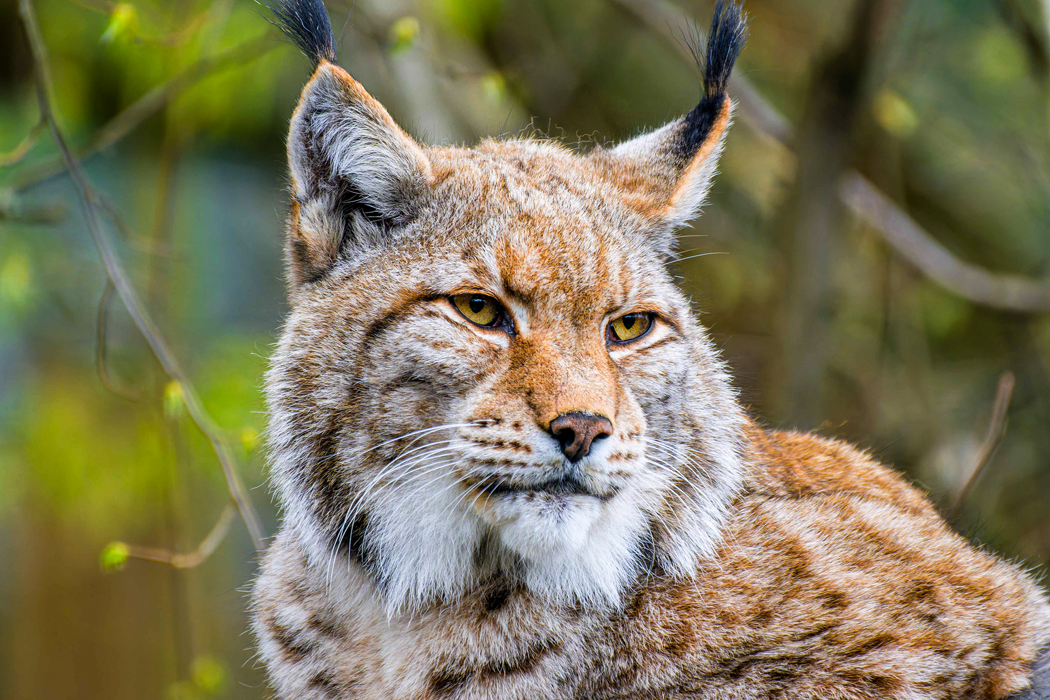 Luchs